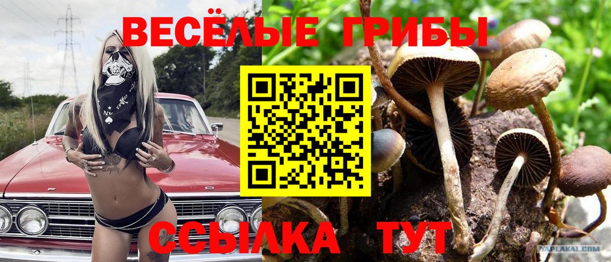 Псилоцибиновые грибы Psilocybe  купить   Галлюциногенные грибы Psilocybe  Выборг  Вход с VPN 